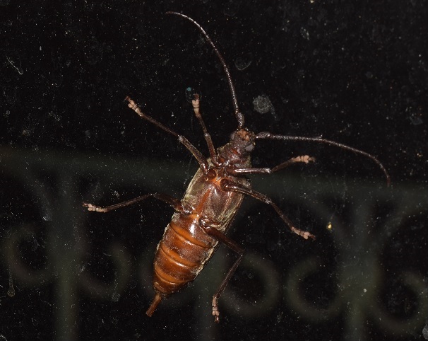 Cerambycidae: Aegosoma scabricorne, femmina?  S !